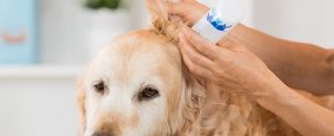 耳が臭いときは要注意！犬の耳掃除のやり方や頻度
