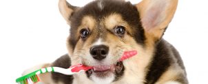 犬の歯周病予防！歯磨きの方法と歯石の取り方・費用詳細